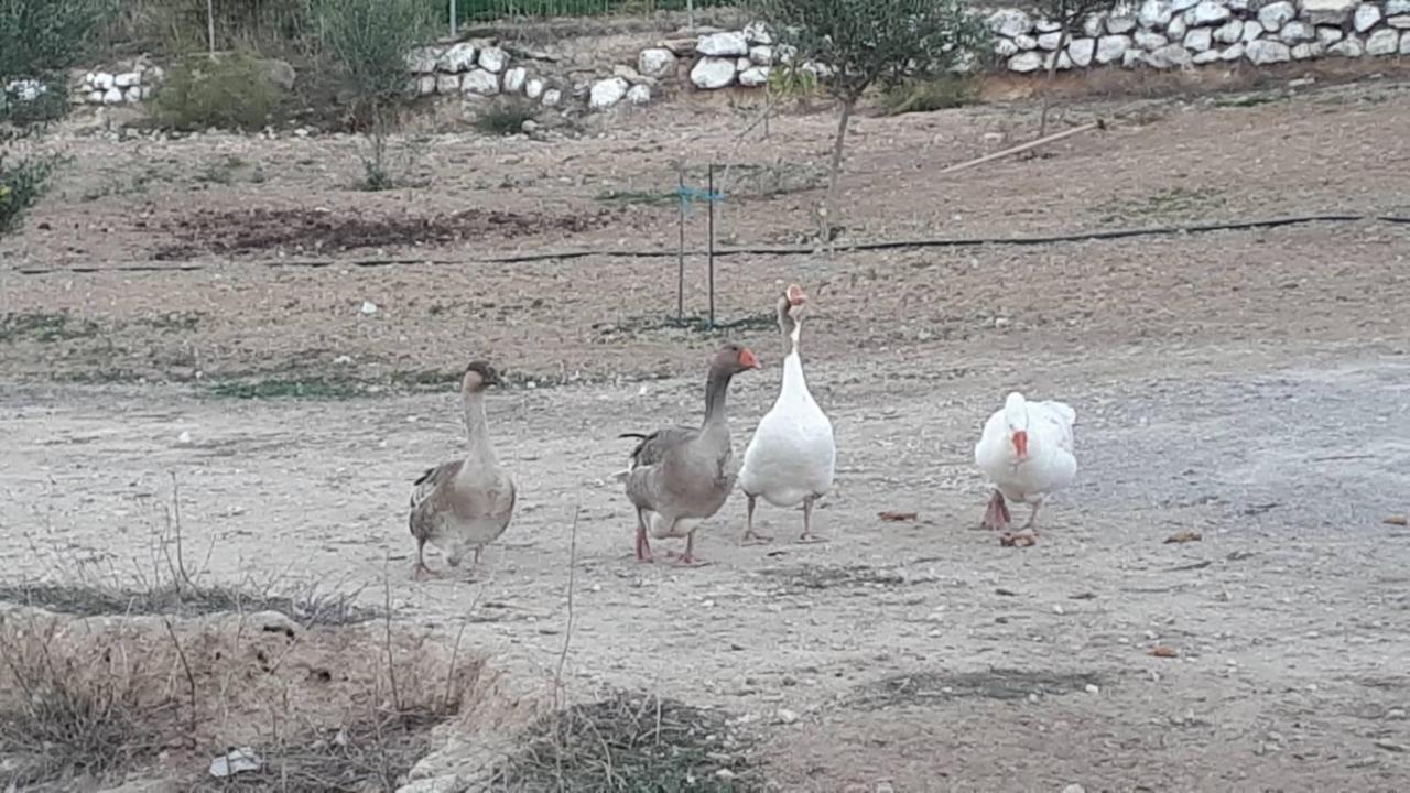 Mediterranean Garden Villa Vathí 외부 사진